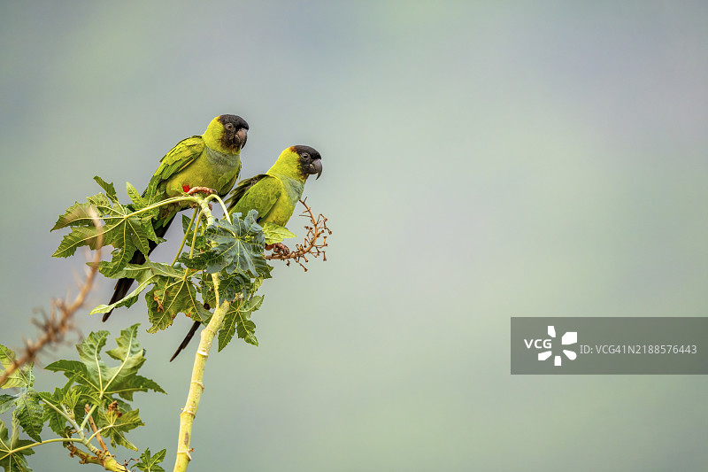 两只南方南美鹦鹉（Aratinga nenday）在灌木丛上依次坐着，地点：巴西南潘塔纳尔，科伦巴，阿尔布开基，马托格罗索州。图片素材