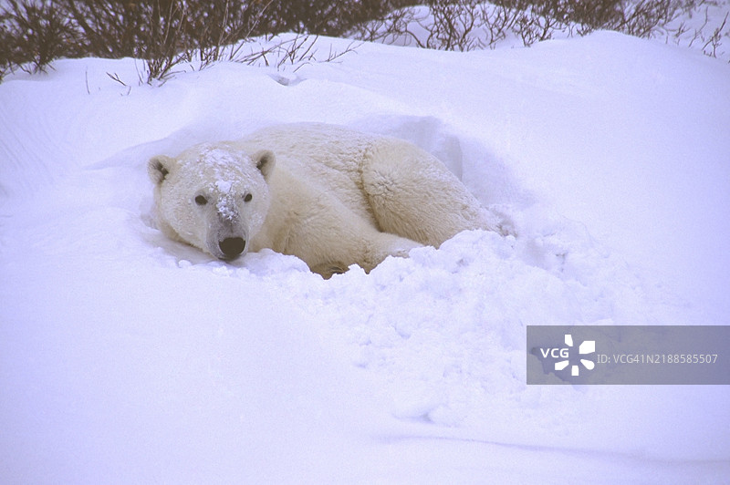 北极熊（Ursus maritimus）躺在雪地里，丘吉尔。图片素材