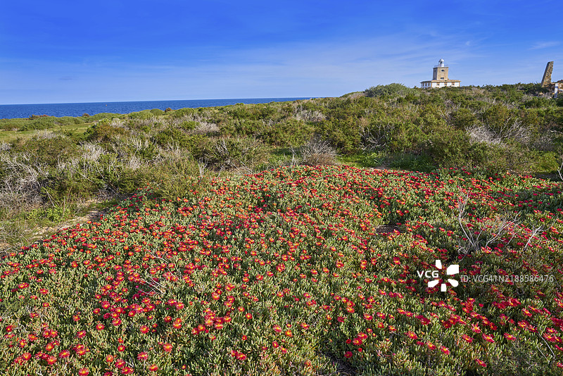 阿利坎特西班牙诺瓦塔巴尔卡岛的灯塔与红色的石莲花图片素材