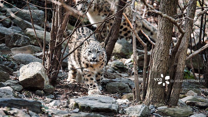 在纽约布朗克斯的田野上站立的猎豹肖像图片素材