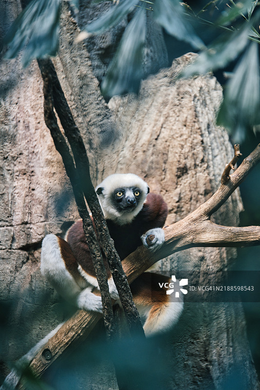 布朗克斯，纽约，美国的树上近距离拍摄的狐猴图片素材