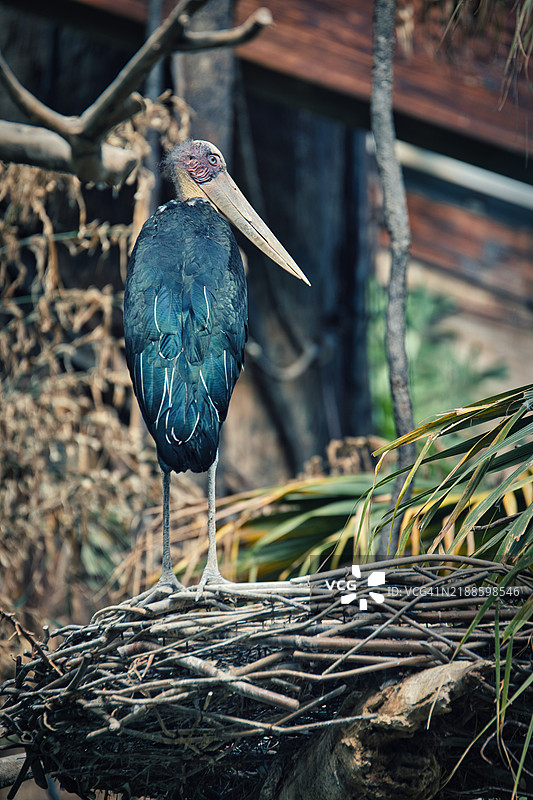 白鹳栖息在树枝上的特写，布朗克斯，纽约，美国图片素材