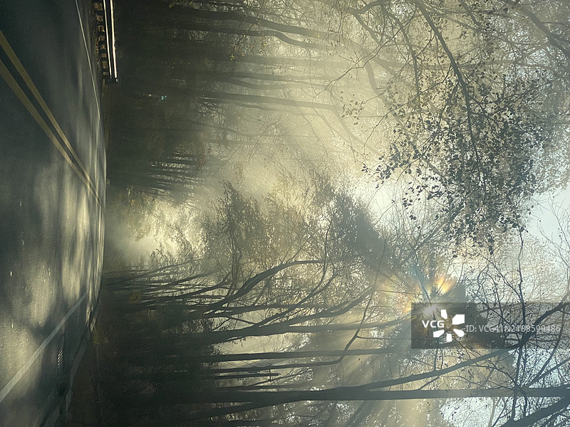 森林中的树木图片素材