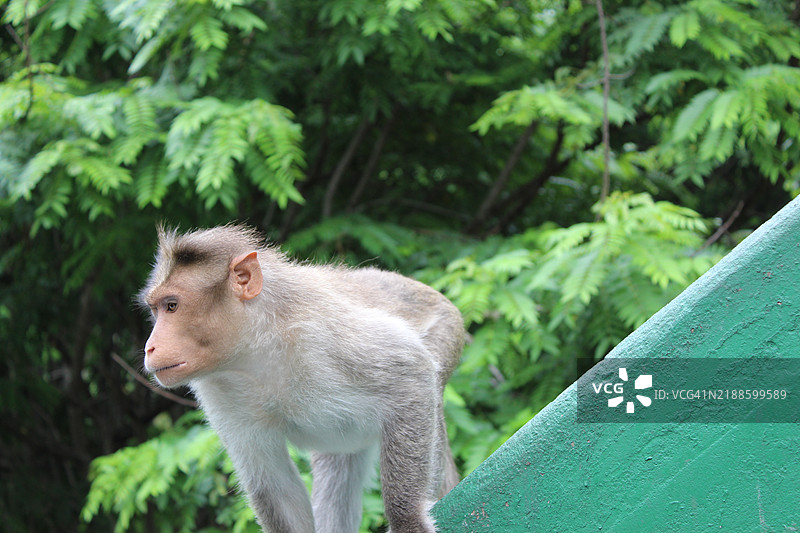 猕猴在树上的特写镜头图片素材