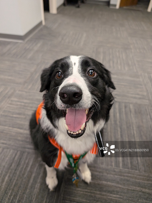 坐在地板上的柯利犬特写肖像，威斯康星州丹县，美国图片素材