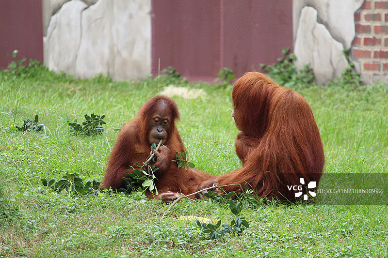 侧面视图的猴子坐在田野上，路易斯安那州，新奥尔良，美国图片素材
