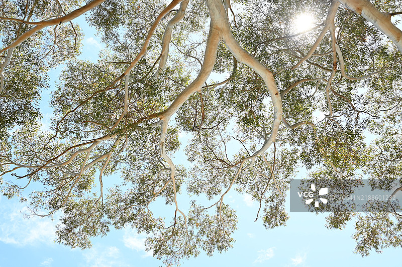 低角度视图下的树冠与过滤阳光的天空图片素材