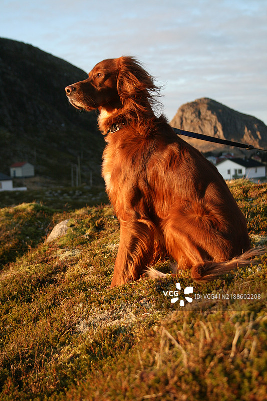 狗坐在田野上，背景是天空的肖像图片素材