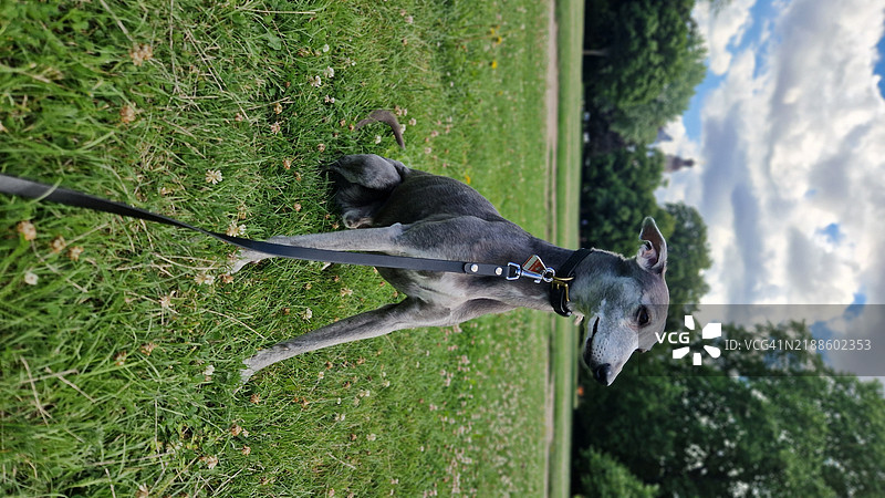田野上威尔士犬的特写镜头图片素材