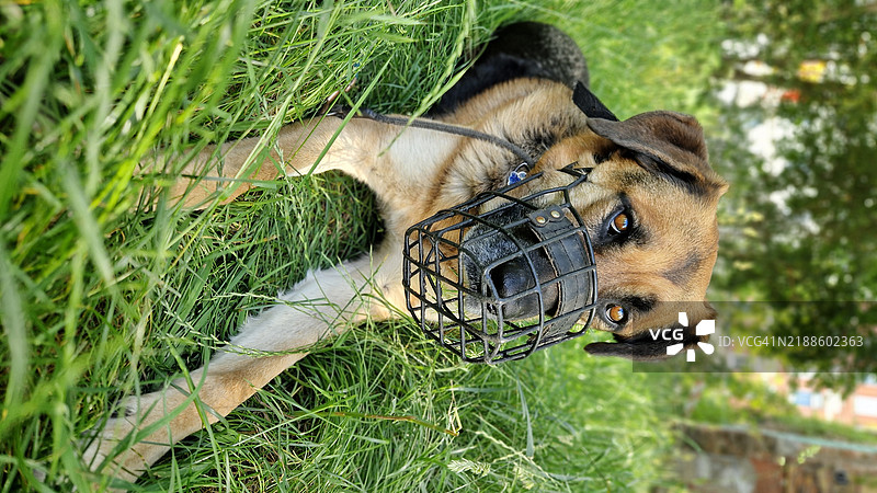 纯种狗在田野上的特写图片素材
