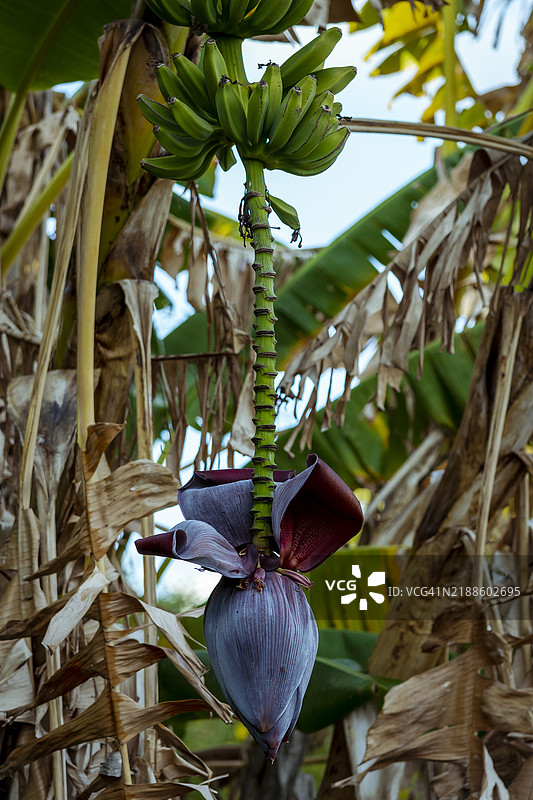 树上生长的香蕉特写图片素材