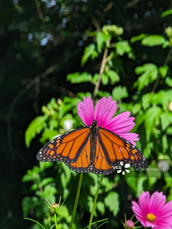 蝴蝶在花朵上授粉的特写，宾夕法尼亚州阿勒格尼县，美国图片素材