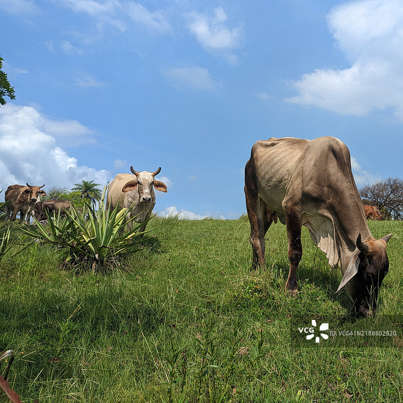 家畜的景观图片素材