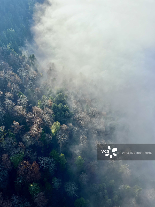 森林中树木的鸟瞰图图片素材