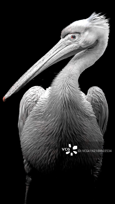 黑色背景下的鹈鹕特写图片素材