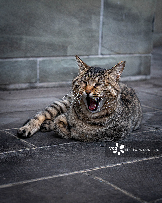 猫打哈欠的特写镜头图片素材