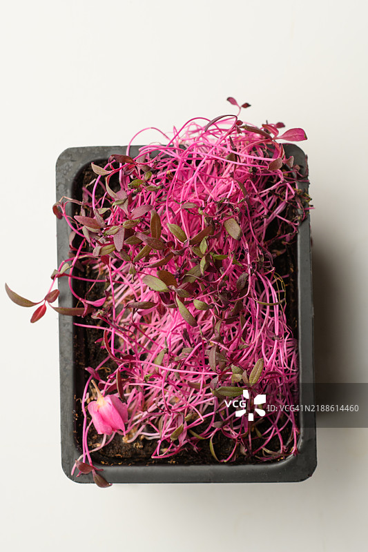 健康的超级食品苋菜微型绿叶蔬菜。图片素材