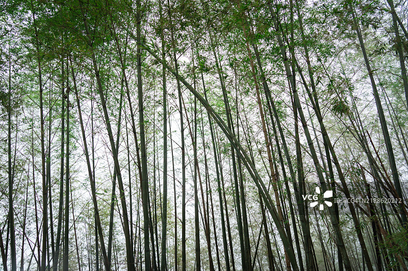 竹子树图片素材