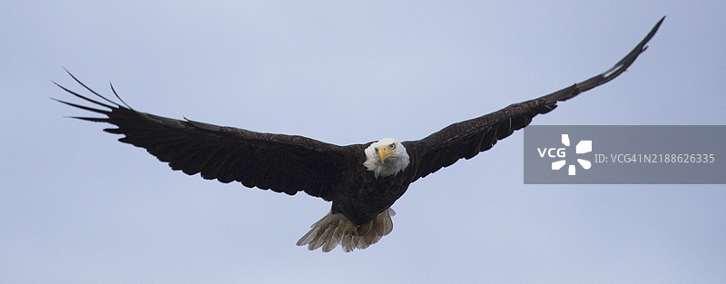秃头鹰在空中翱翔图片素材