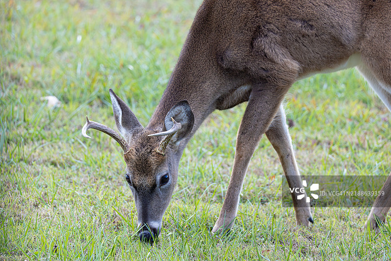 白尾鹿在草地上觅食图片素材