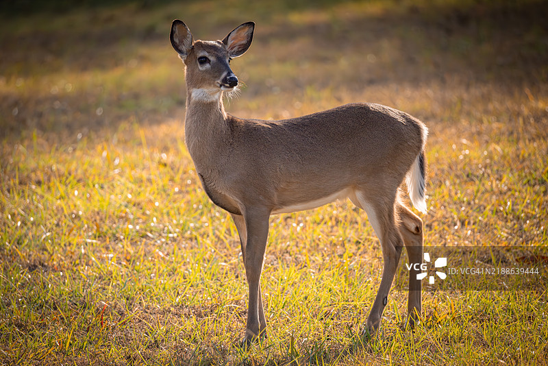 黄昏时分侧面展现的白尾鹿图片素材