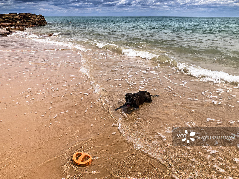 深棕色的狗专注于水边的橙色玩具，地点是布鲁姆的入口海滩，正值雨季。图片素材
