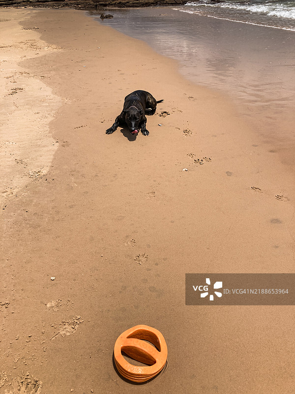 在湿季时，布鲁姆的入口海滩上，一只深棕色的狗与一个橙色玩具。图片素材