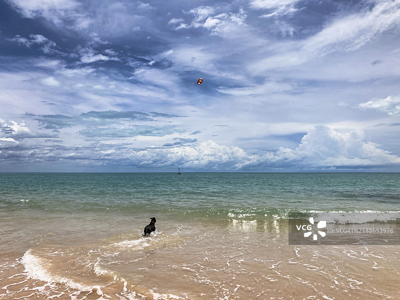 深棕色的狗在湿季的布鲁姆入口海滩追逐一只橙色玩具（在空中）图片素材