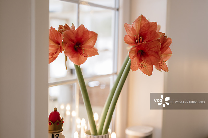 窗台上的三色石蒜花束，粉橙色的花瓶装饰图片素材