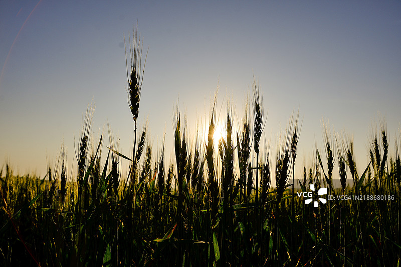 巴西隆德里纳地区的日落小麦种植。图片素材