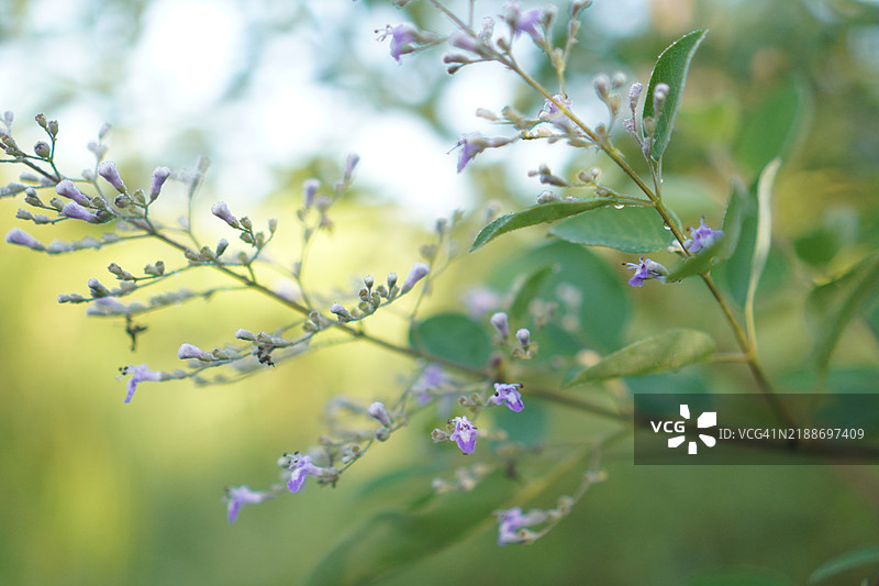 指甲花 Lawsonia inermis图片素材