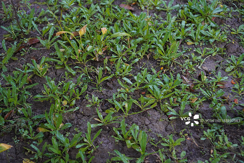 香菜叶 Apiaceae 绿色叶菜图片素材