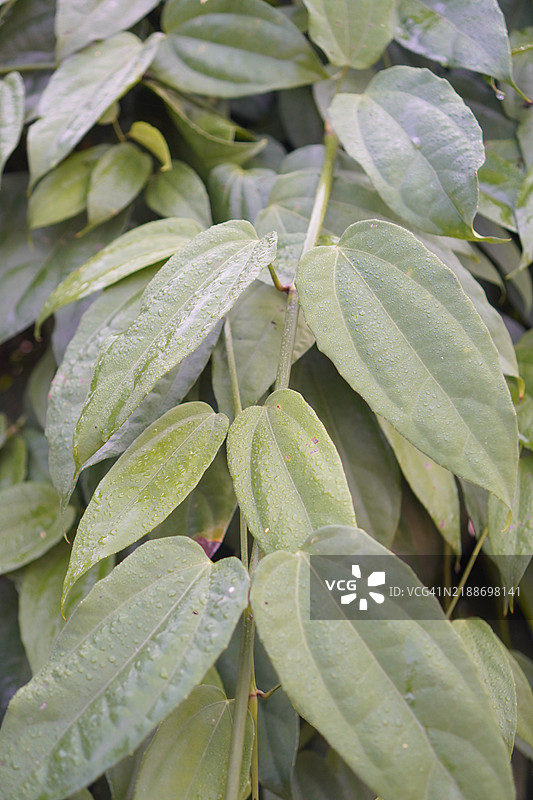 泰国香草月桂钟藤，蓝色喇叭藤，月桂叶紫葳，紫葳属植物。图片素材
