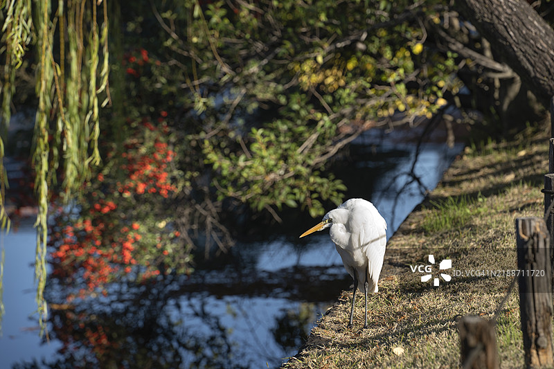 皇家庭园运河上的白鹭。图片素材