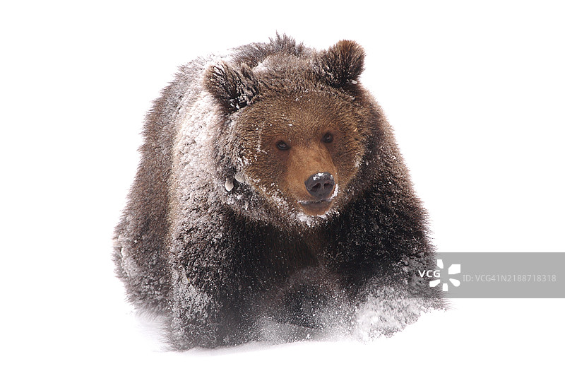 冬季的棕熊图片素材