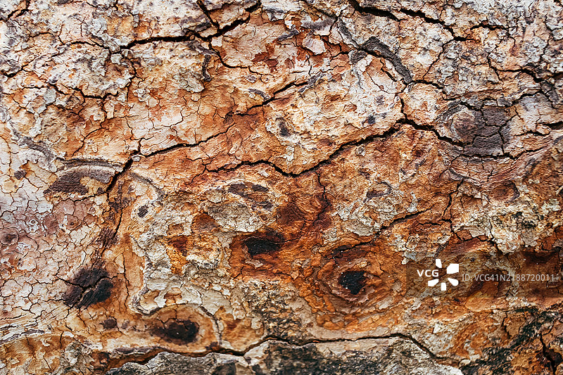 老化多年生树皮的抽象背景图片素材