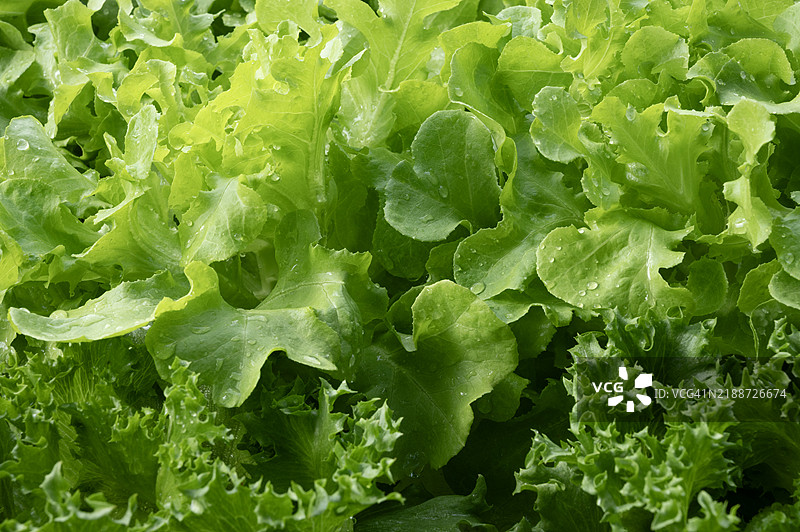 花园中的绿色沙拉叶，背景是蔬菜农场图片素材