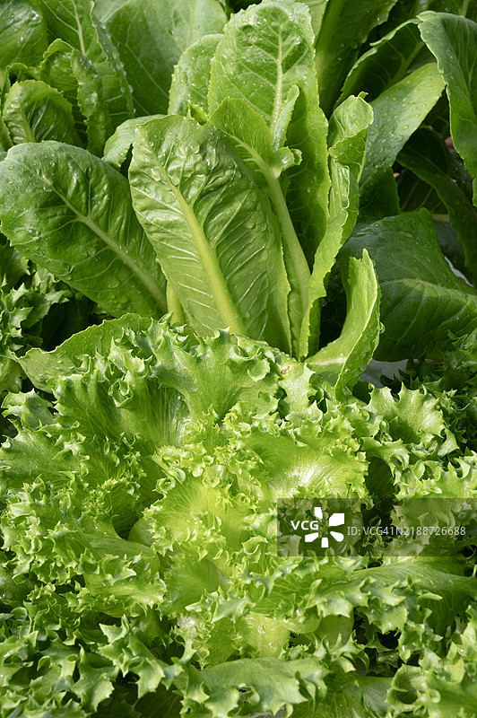 花园中的绿色沙拉叶，背景是蔬菜农场图片素材
