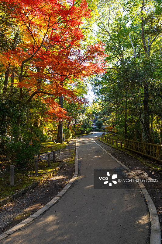 公园中秋天树木间的小径图片素材