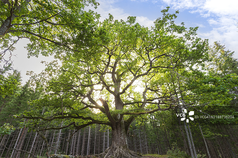 郁郁葱葱的Paavola橡树（芬兰语：Paavolan Tammi）- 位于芬兰洛赫亚的一棵大型、古老且著名的橡树，夏季阳光明媚的日子。图片素材