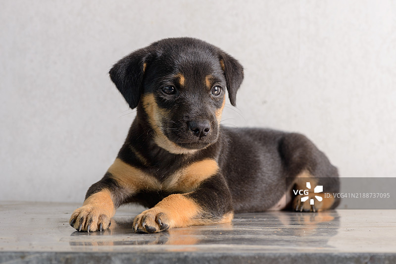 小狗躺在桌子上图片素材