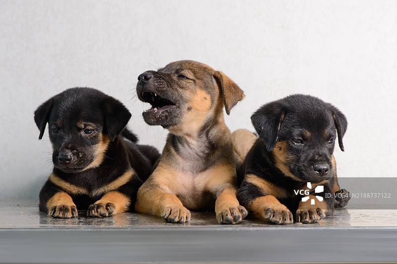 棕色小狗在中间被挤压时嚎叫图片素材