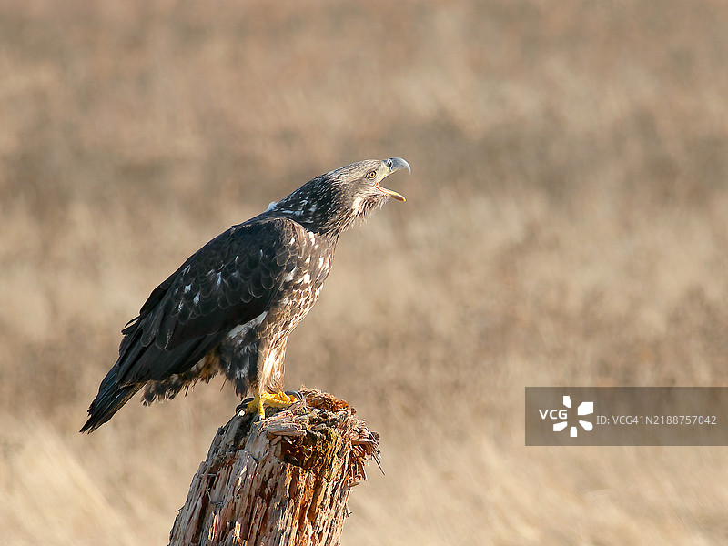 一只年轻的秃头鹰（Haliaeetus leucocephalus）在田野中的树桩上鸣叫。图片素材