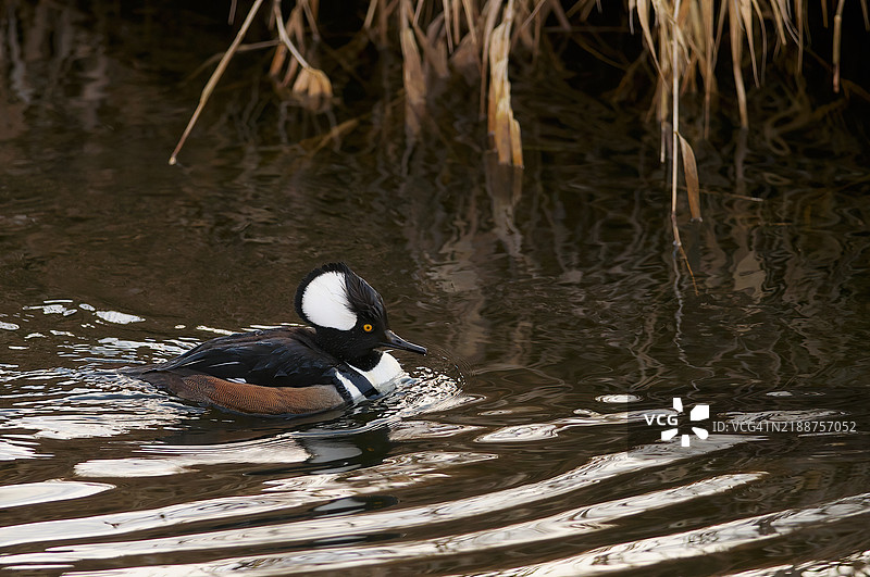 hooded merganser (Lophodytes cucullatus) - 一只雄性帽鸭在河岸游泳。图片素材