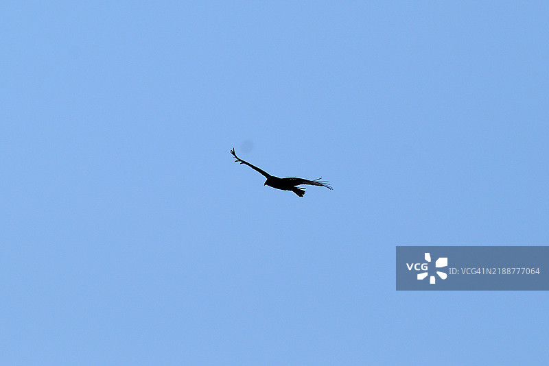 火鸡秃鹰图片素材