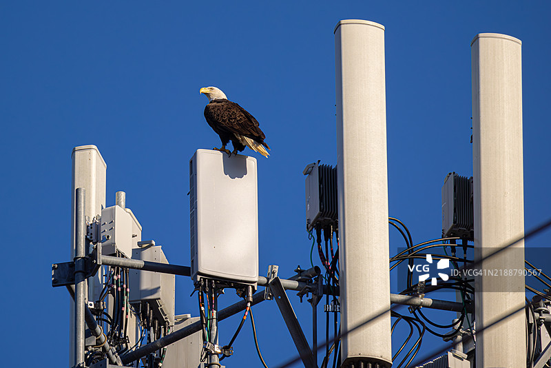 秃头鹰栖息在通信塔上图片素材