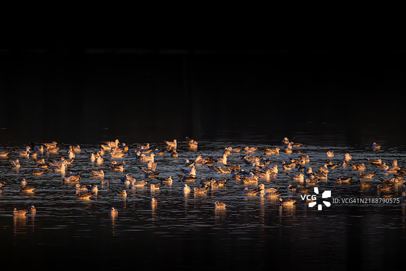 金色光芒下黑暗水面上的环嘴鸥群图片素材