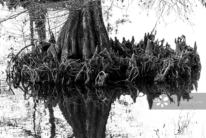 黑白倒影中的光秃柏树与树膝图片素材