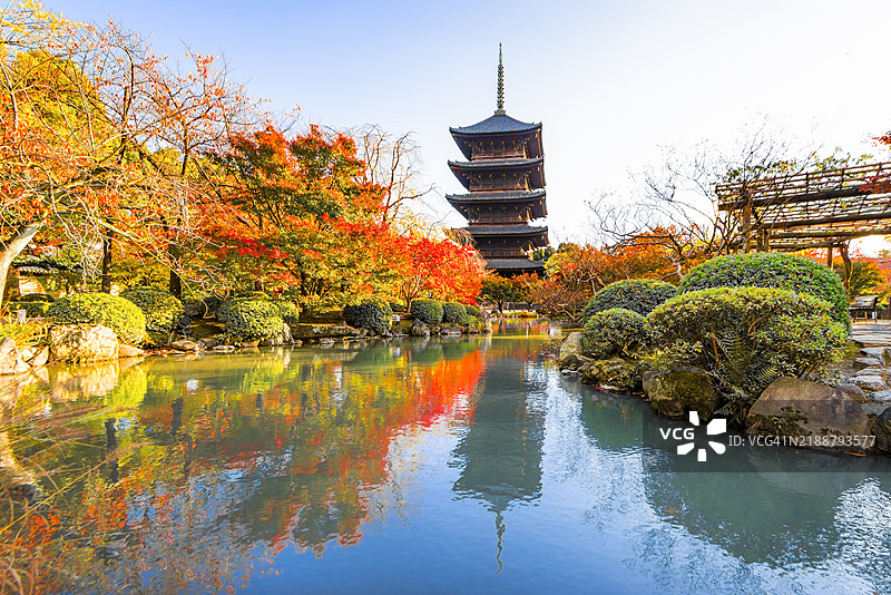京都东寺的塔楼与五彩斑斓的秋季枫树的美丽景色图片素材