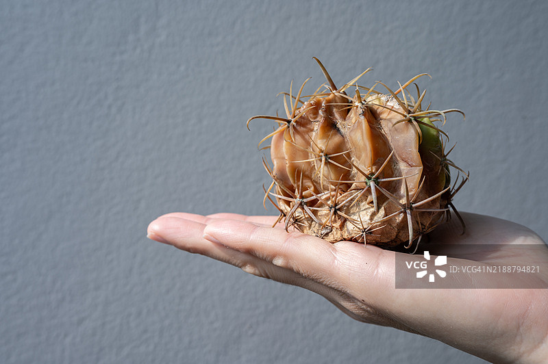 有人手里拿着一棵腐烂的猛刺仙人掌。仙人掌腐烂是由于真菌和细菌疾病侵袭导致仙人掌死亡的主要原因之一。图片素材